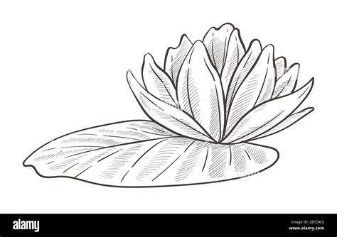 Wild water plant, lotus and leaf isolated sketch Stock Vector Image ...