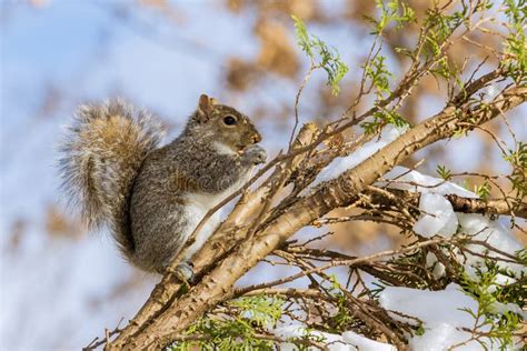 Squirrel Eating Walnut on a Fur Tree in Winter in a Forest Park Stock ...