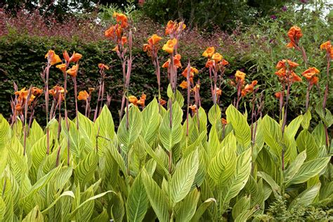 Canna Plant: Care and Growing Guide