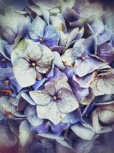 Blue hydrangeas background Photograph by Tom Gowanlock - Pixels