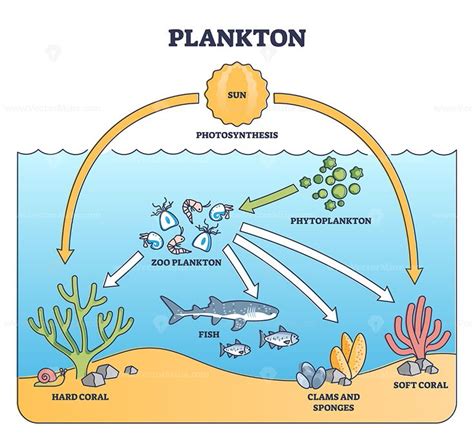 Plankton life and water organisms food chain role explanation outline ...