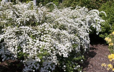 SPIREA ‘BRIDAL WREATH’ – Morden Nurseries & Garden Centre