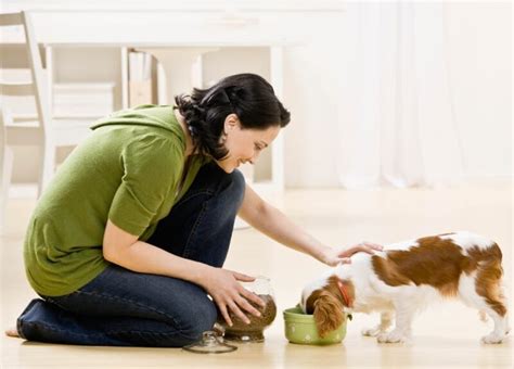 Hypoglycemia in Dogs | Great Pet Care