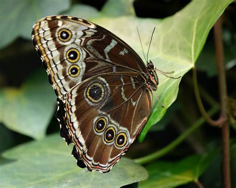 With its wings closed, the Blue Morpho … – License image – 71385706 lookphotos