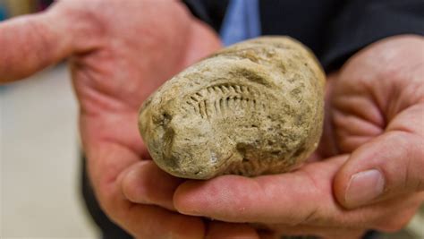 World-record fossilized poop collection on display