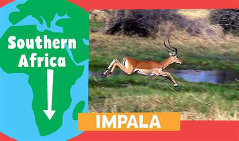 Impala | Animal Alphabet | PBS LearningMedia