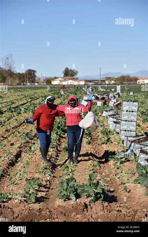 Glendale, AZ. U.S.A. 12/30/2020. EVERKRISP FARMS harvesting collard ...