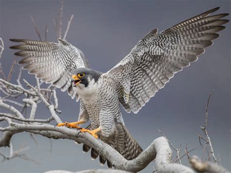 How Big Are Peregrine Falcons? (Wingspan + Size) | Birdfact