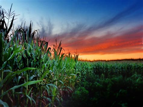 Cornfield sunset | The setting sun paints the sky beyond a c… | Flickr