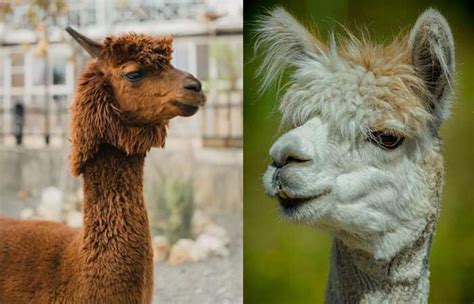 Alpaca Names-Funny, Cute & Cool for Female & Male - Petnamee