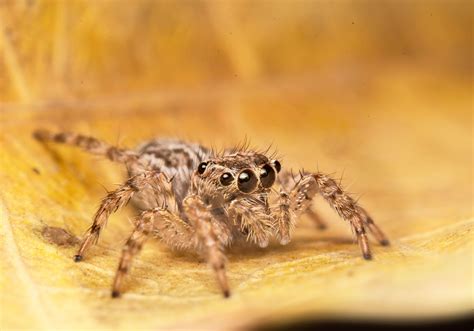 baby jumping spider #BamBuPic