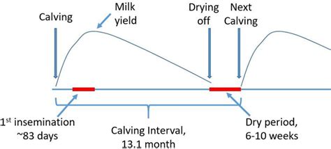 [PDF] The effect of dry period length on milk production, health and fertility in two cow breeds ...