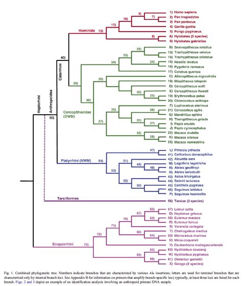 Evolutionary Creationism: A Christadelphian Perspective: The Genomic ...