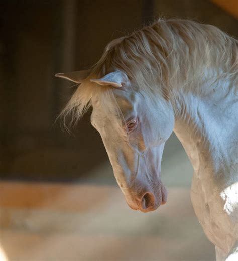 Lusitano Horse Stock Photos, Pictures & Royalty-Free Images - iStock