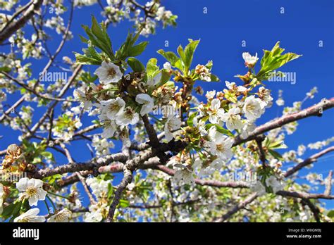 Nature of Caucasus mountains in Armenia Stock Photo - Alamy