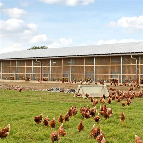 Broiler Poultry Farm House Design | Poultry farm design, Poultry house ...