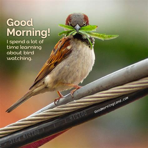 Start your morning by sharing beautiful Good Morning Birds Images ...