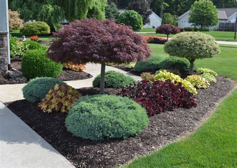 Dwarf Purple Trees For Arizona Landscaping — Randolph Indoor and Outdoor Design