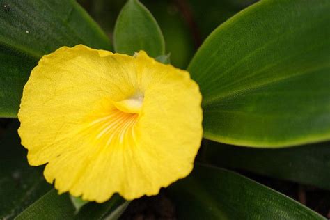 Costus spectabilis | Plant leaves, Flowers, Garden