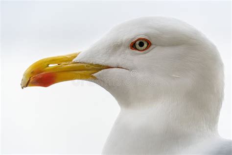 Seagull Eyes Close Up Detail Stock Photo - Image of wing, grey: 171576236