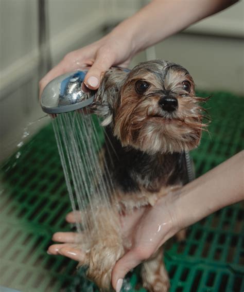 Pet Spa in Lafayette | Grooming & Wellness | The Lodge Pet Resort