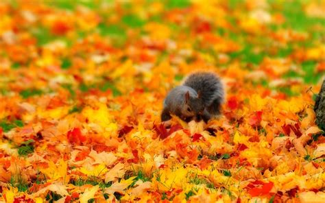 Chipmunk in Autumn Widescreen HD Wallpaper | Fall time pictures, Animal wallpaper