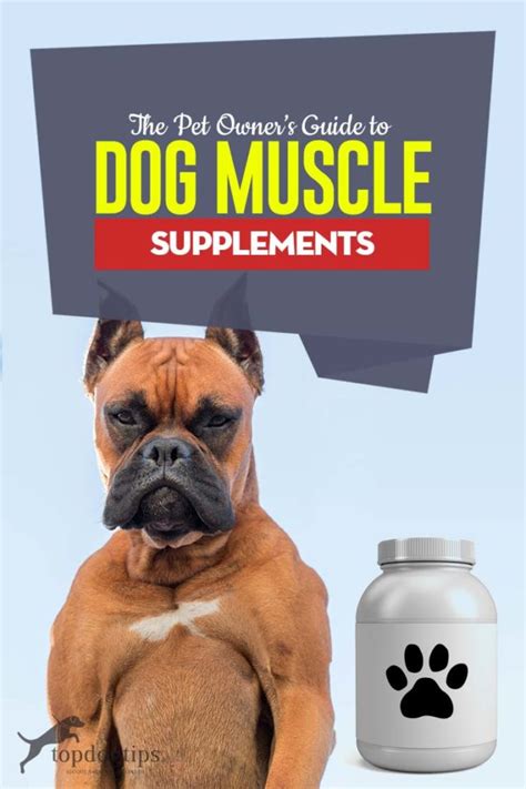 Dog Muscle Supplements: Pet Owner’s Guide on Proper Use and Safety