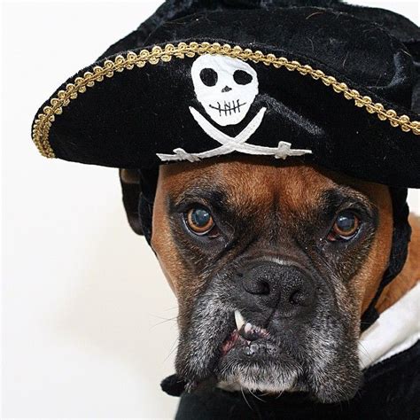 17 Best Halloween Costumes for Boxer Dogs – The Paws | Cool halloween ...