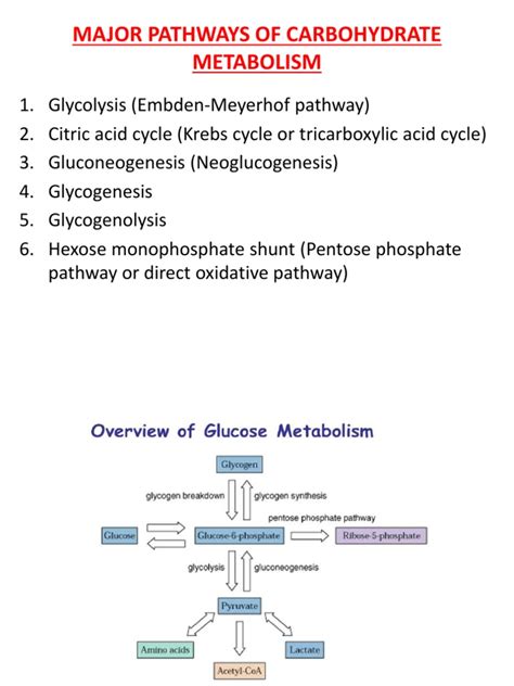 A Comprehensive Overview of the Major Pathways of Carbohydrate ...