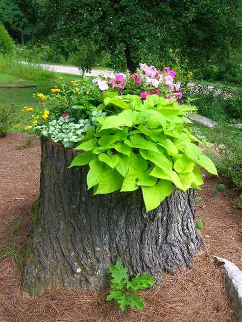 19 Blazing Tree Stump Planter Ideas that'll Impress You | Balcony Garden Web