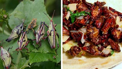 Chapulines en Guanajuato: de plaga, a una deliciosa alternativa de alimento | Periódico Correo