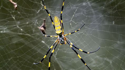 Are Joro Spiders venomous? Flying parachute video sparks concern as East Coast invasion looms large