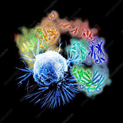 Herceptin drug and breast cancer cell - Stock Image - A617/0263 - Science Photo Library