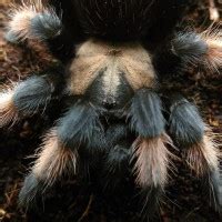 Brachypelma Emilia | Arachnoboards