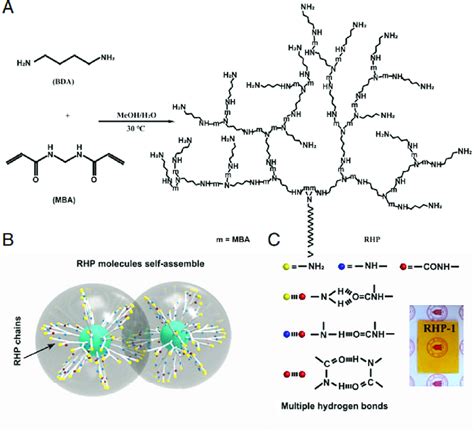 Design concept and synthesis of RHP. (A) Chemical route to the ...