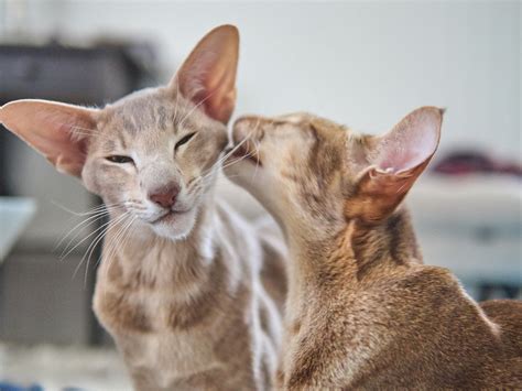 ACHOO! Cat Breeds for Allergy Sufferers - Cat Tales