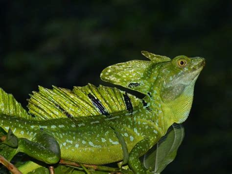 Free picture: wildlife, lizard, reptile, rainforest, reptile ...