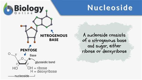 Nucleoside - Definition and Examples - Biology Online Dictionary