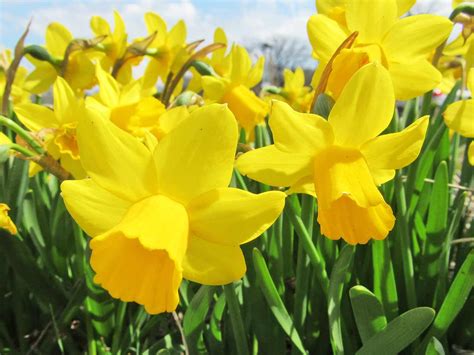 How to grow and care for daffodils | Love The Garden