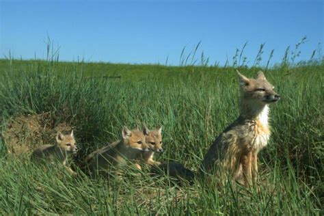 Swift Fox Status on South Dakota’s Grasslands