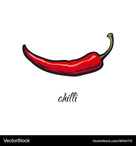 Realistic hand drawing whole red chili pepper Vector Image