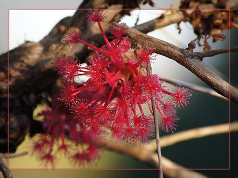 Asteromyrtus brassii (Myrtaceae) | Small tree Asteromyrtus b… | Flickr