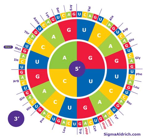 Amino Acid Base Sequence Table Diagram Poster | ubicaciondepersonas ...