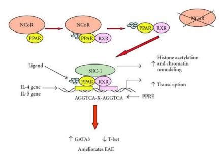 PPAR Alpha: The Protein That Revs Up Metabolism & Ketosis - Selfhacked