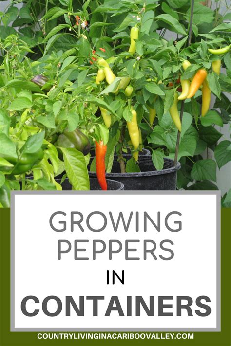 How Big of a Container Does a Pepper Plant Really Need? | Growing ...