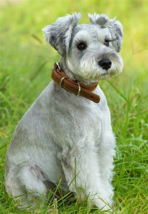 Best 25+ Schnauzer cut ideas on Pinterest | Schnauzer grooming, Mini ...