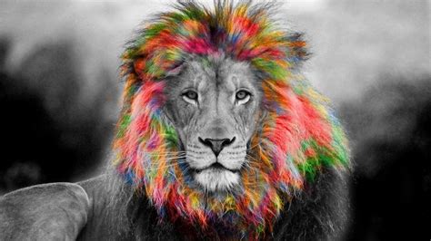 Rainbow Lion Wallpapers - Wallpaper Cave