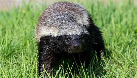 Honey badger (ratel) | San Diego Zoo Kids