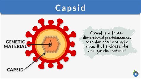 Capsid Definition and Examples - Biology Online Dictionary