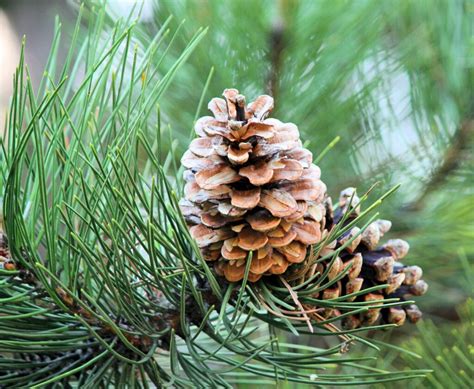 Benefits of Pine: 5 Reasons to Love our Precious Pines - Adore Your Outdoors